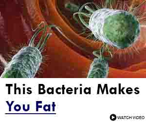This Bacteria makes you fat